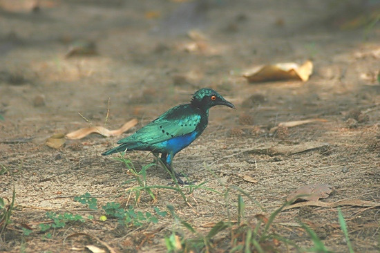 Lesser Blue-Eared Glossy Starling.JPG